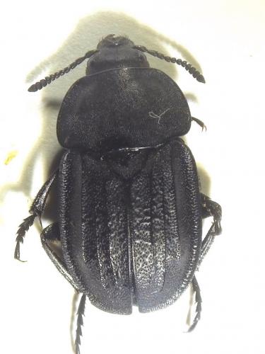 Aclypea undata